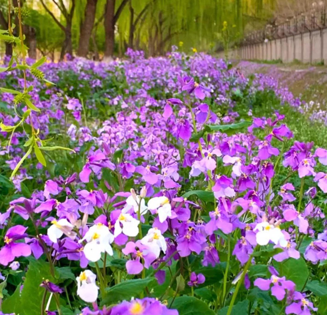 💜Vasario orchidėjų sėklos | „Infinity Purple Sea“-LT