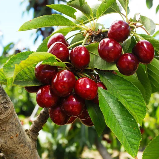 🌱Trajna češnja🌱Enostavna za sajenje in popolna za vsak prostor! | ZADNJI DAN PROMOCIJE - 25% POPUST🔥--SI