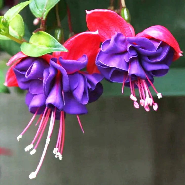 🌺Semillas de fucsia - Flor de linterna-ES