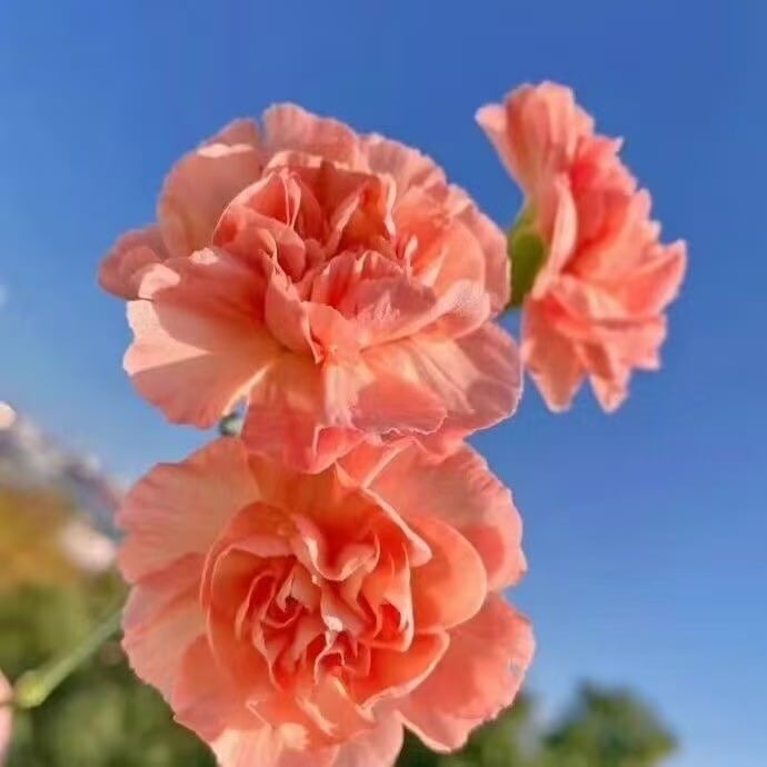 Mirisni vrtni šarm – Uzgojite klasične karanfile koji impresioniraju svako godišnje doba🌺-HR