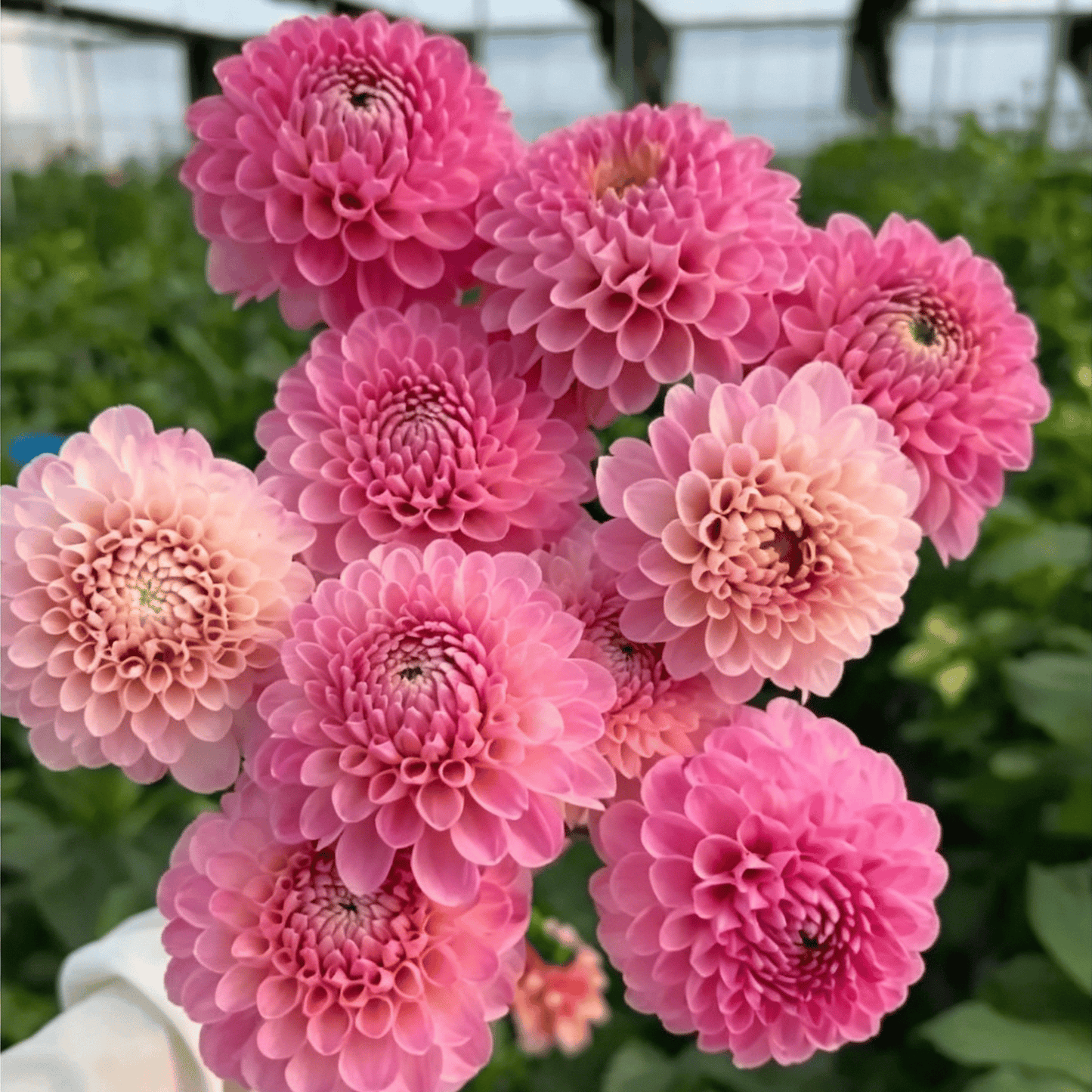 Semillas de dalias que deslumbran en el jardín: flores grandes y coloridas que acaparan todas las miradas.-ES
