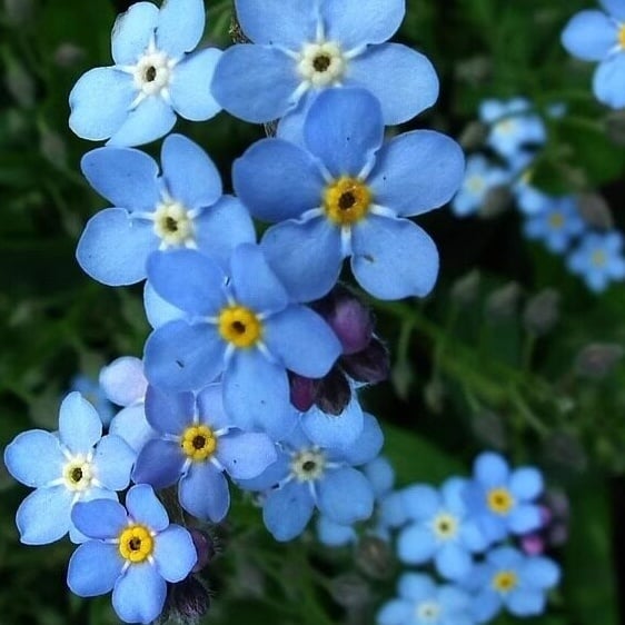 Sjeme zaboravnika Blue Memory – Cvijeće za seoski vrt provjerene kvalitete 🌿💙-HR
