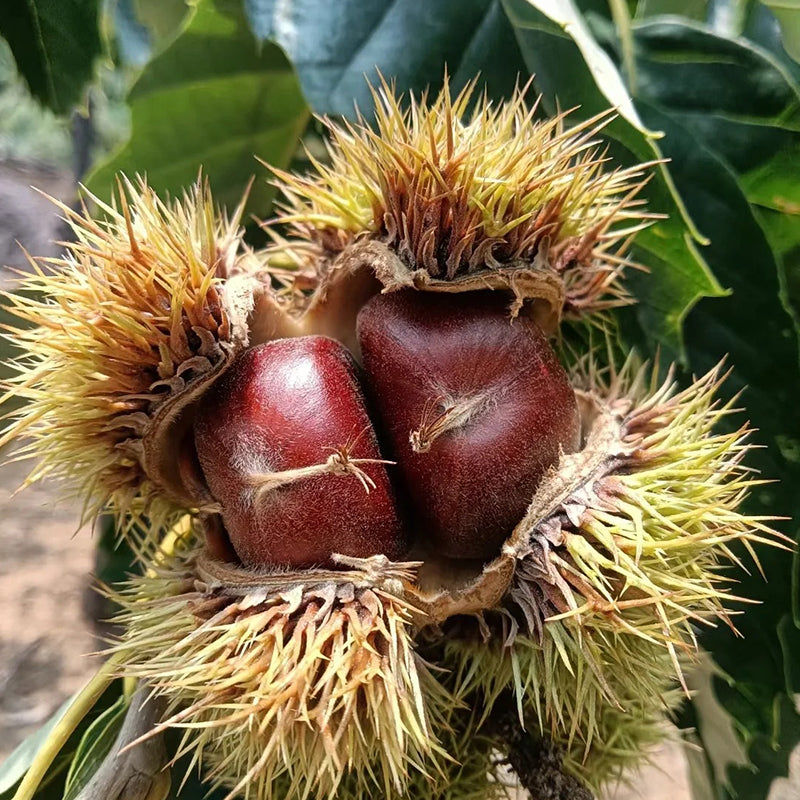 Semillas de castaño de Indias enano: frutos secos dulces y aromáticos-ES