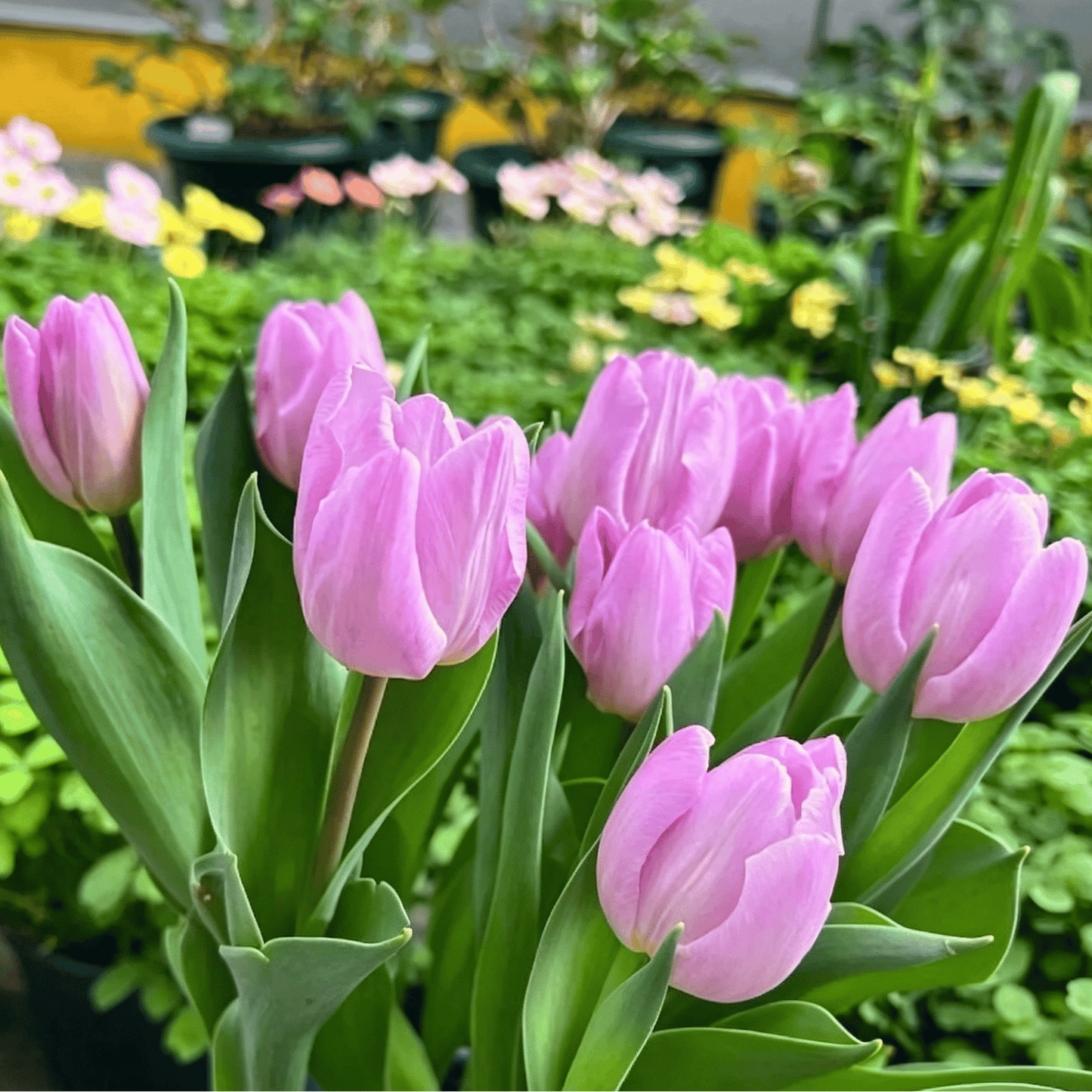 🌷Rijetko sjeme tulipana – šareni proljetni cvjetovi za lonce, obrube i vrtove-HR