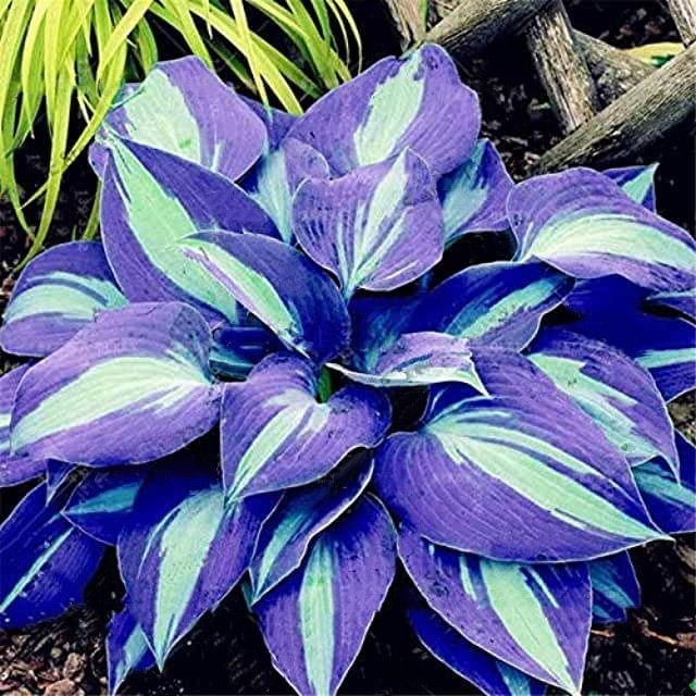 Semillas raras de hosta multicolor-ES
