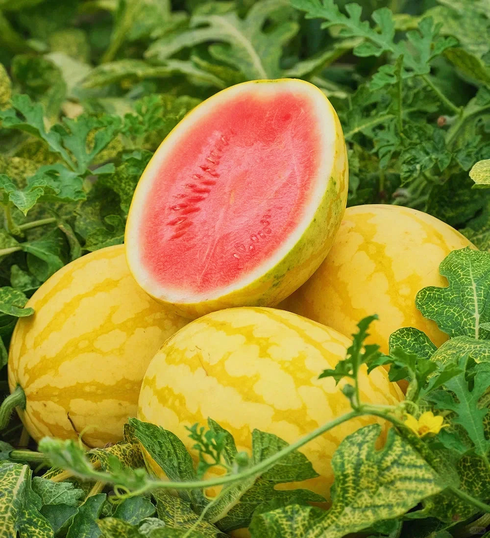 Semena rubinaste lubenice-SI