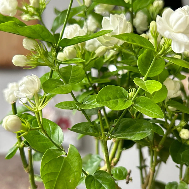 ZADNJI DAN PROMOCIJE 35% POPUSTA 🌸 Jasmin u saksiji (🌱Zajamčeno preživljavanje: Besplatne zamjene🌿)-HR