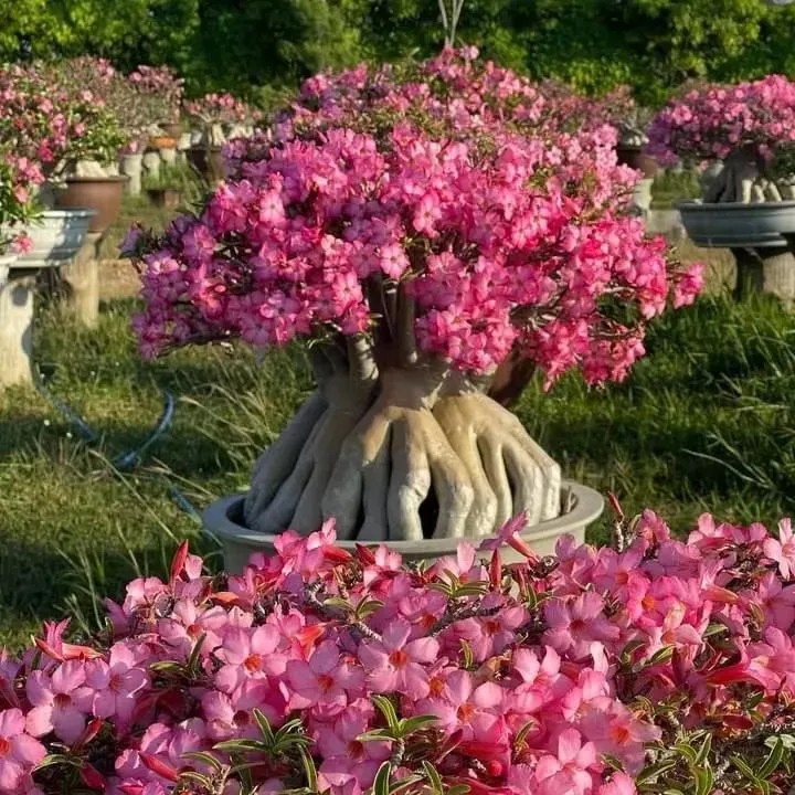 🎁Lukovice pustinjske ruže🌵Vrlo jednostavne za njegu! 🌸Lukovice Adenium Obesum-HR