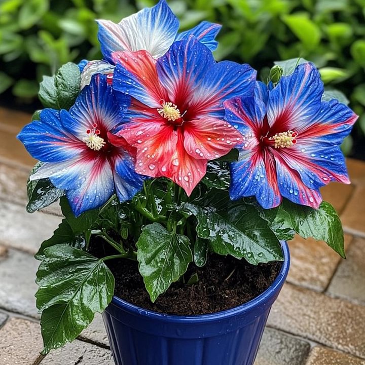 🔥 OFERTA CALIENTE - 50% DE DESCUENTO 🔥🌸 Semillas de Hibisco Doble - Fáciles de Cultivar 🌸-ES