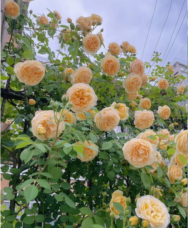 🌺 Roniroosi seemned-EE
