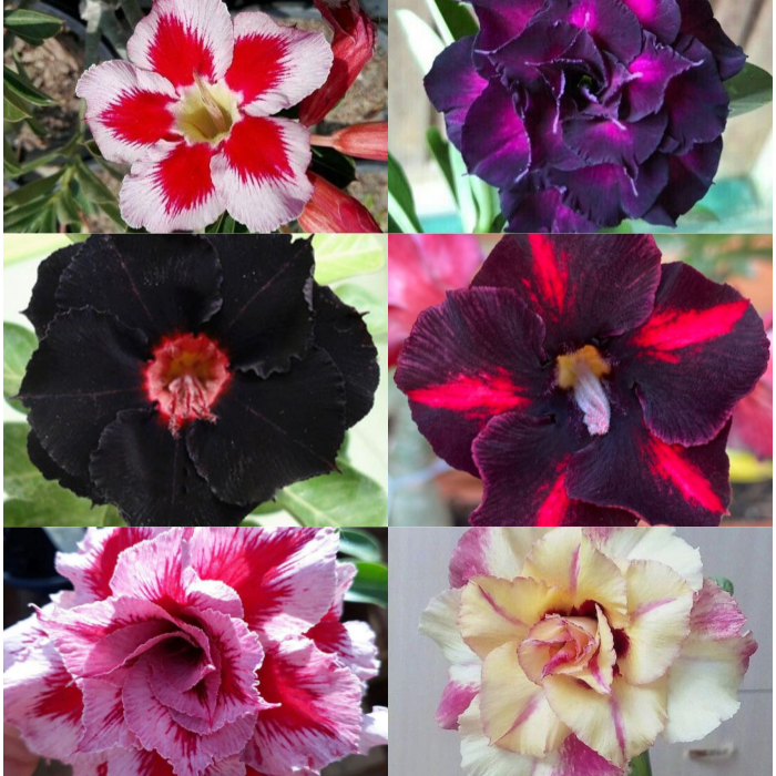 🎁Lukovice pustinjske ruže🌵Vrlo jednostavne za njegu! 🌸Lukovice Adenium Obesum-HR
