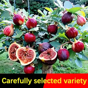 🍑Σπόροι Σύκου Super Giant – Γλυκύτητα Ροδάκινου σε Κάθε Μπουκιά! 🌟-GR