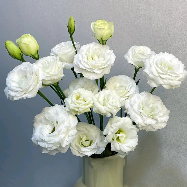 🔥Posljednji dan prodaje💝Eustoma Thornless Rose💐Sjemenke Lisianthusa-HR