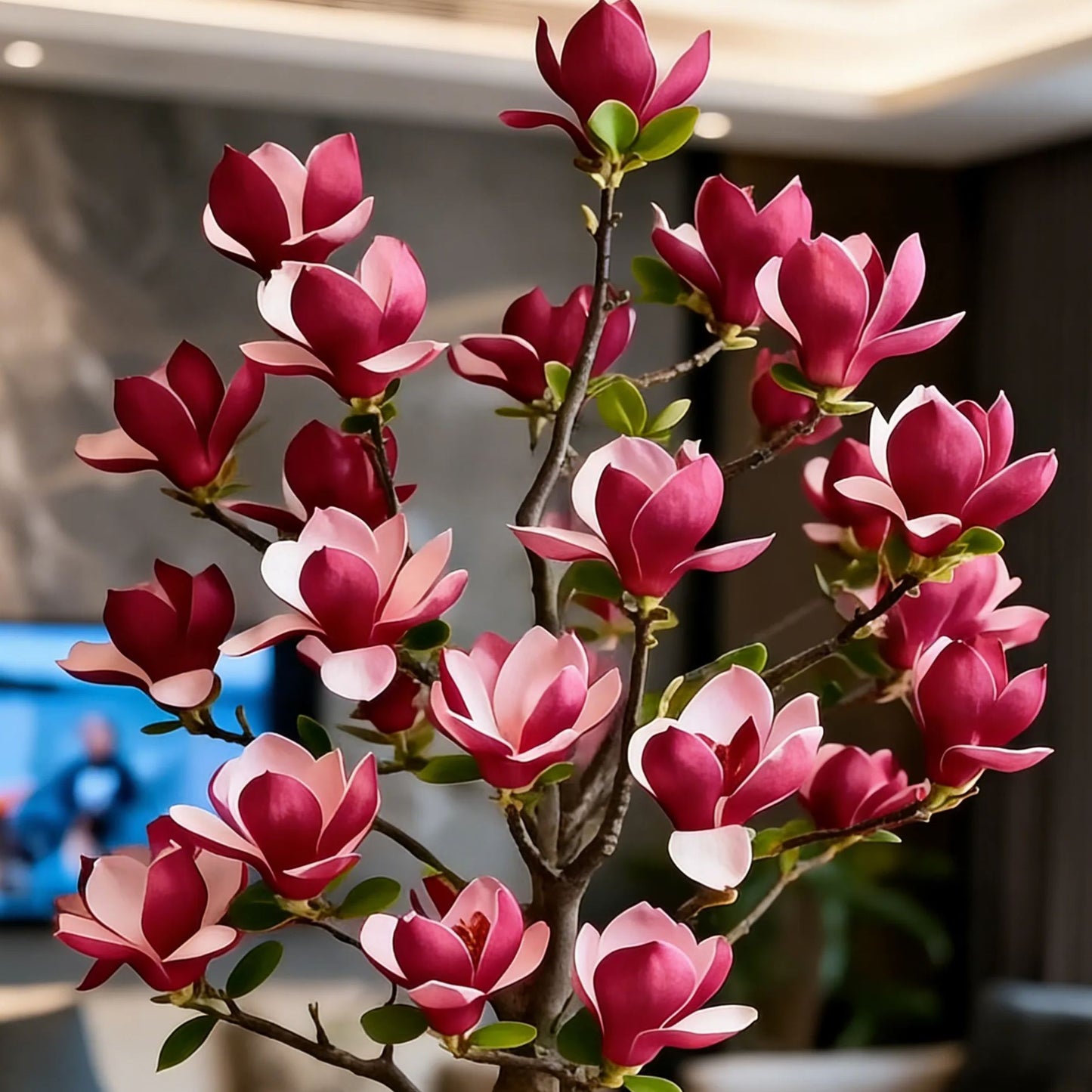 Magnolijos liliifloros svogūnėliai (violetinės orchidėjos) 🌸 Žiedai slepia lapus, ore tvyro kvapas-LT