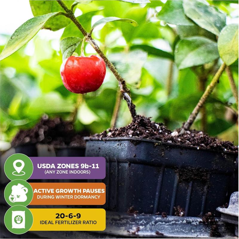 🍒 (Nova berba) Sjemenke slatke trešnje 🌿Pripremljene za visoku klijavost (99% klijavosti)-HR