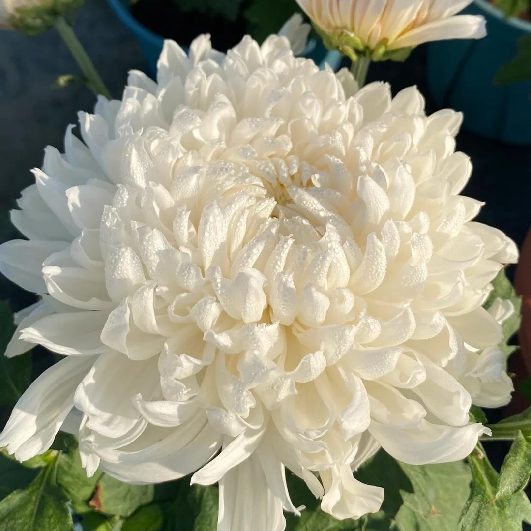 🌺Άνθος Κομψότητας🌼Σπόροι Γιγάντιου Χρυσάνθεμου-GR