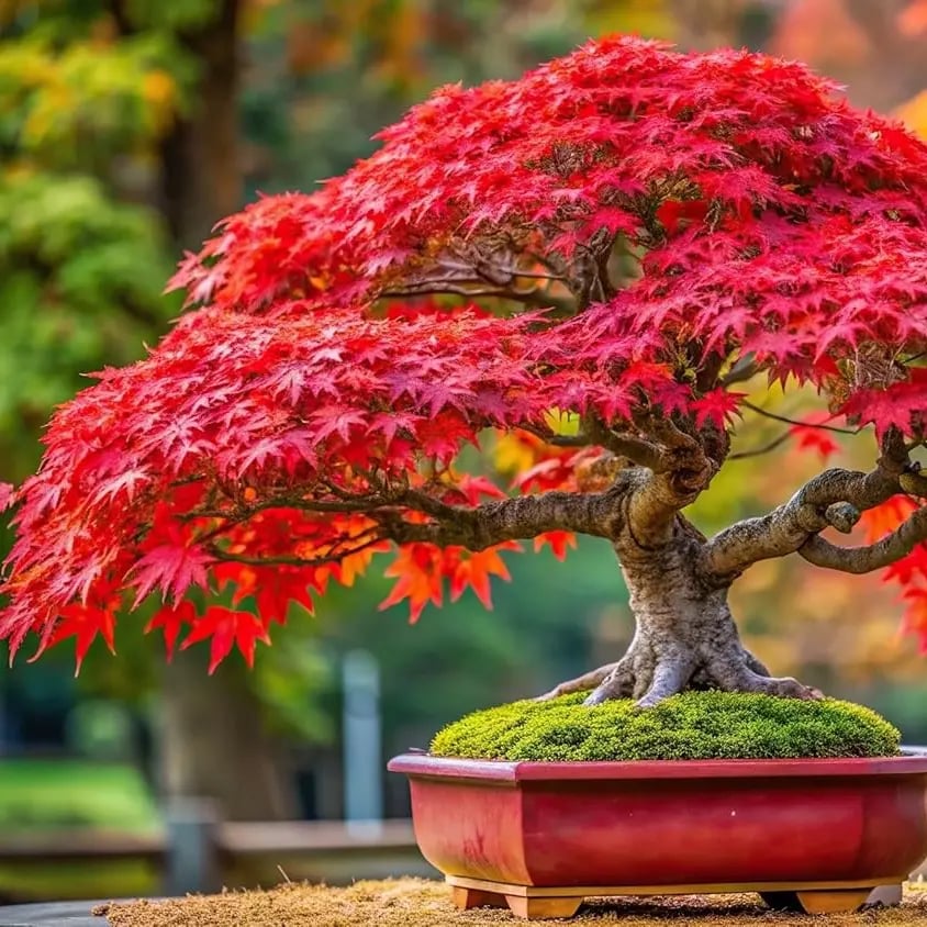Aukščiausios kokybės japoninio raudonojo klevo sėklos – daugiau nei 30 sėklų su įspūdinga raudona spalva 🍁-LT