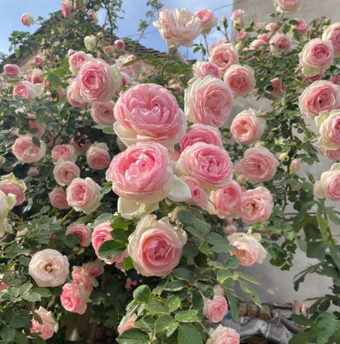 🌈 Aukščiausios kokybės vijoklinės rožės 🌹 Greitai augančios, lengvai prižiūrimos ir labai kvapnios ✨ Puikiai tinka bet kokiam sodui-LT