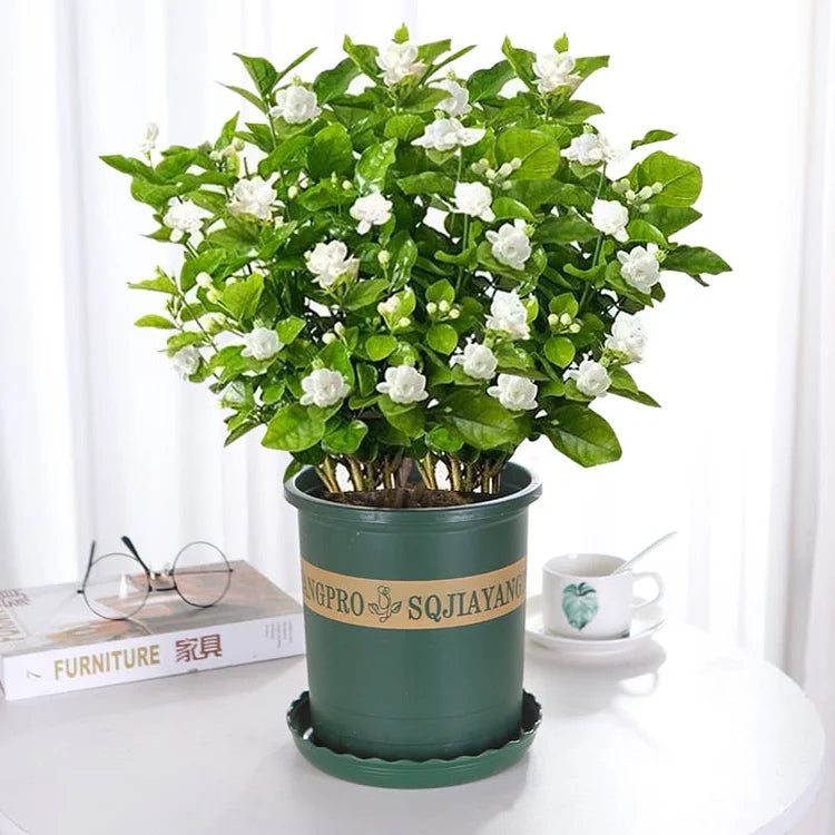 ZADNJI DAN PROMOCIJE 35% POPUSTA 🌸 Jasmin u saksiji (🌱Zajamčeno preživljavanje: Besplatne zamjene🌿)-HR