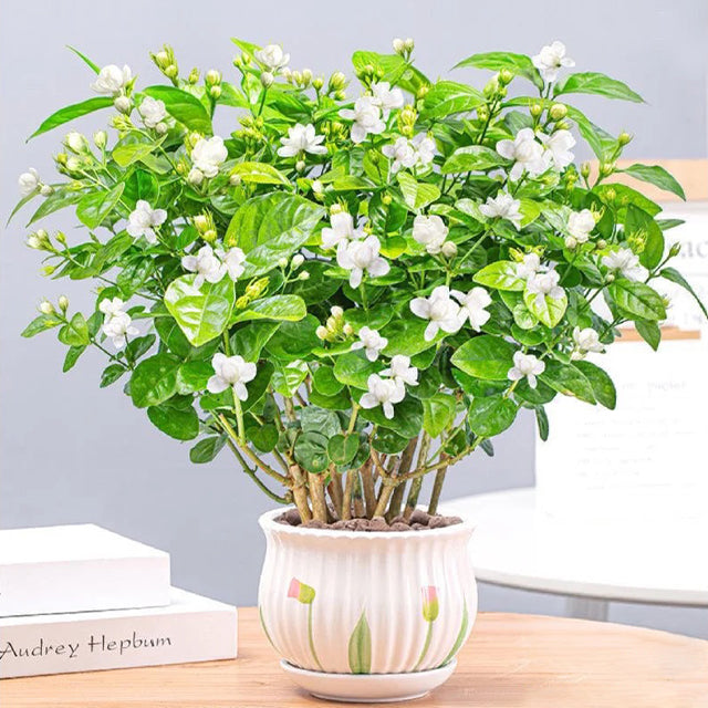 ZADNJI DAN PROMOCIJE 35% POPUSTA 🌸 Jasmin u saksiji (🌱Zajamčeno preživljavanje: Besplatne zamjene🌿)-HR
