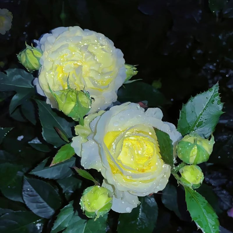 🔥Posljednji dan prodaje💝Eustoma Thornless Rose💐Sjemenke Lisianthusa-HR