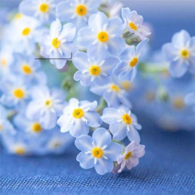 Sjeme zaboravnika Blue Memory – Cvijeće za seoski vrt provjerene kvalitete 🌿💙-HR