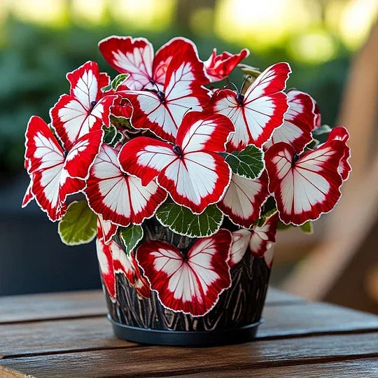 💥 Nove begonije 🦋 Semena metuljaste begonije 🌱 Bonsaj, kot ga še niste videli-SI