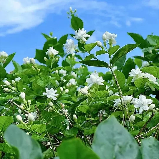 AKCIJAS PĒDĒJĀ DIENA - 49% ATLAIDE 🌸Skaists jasmīna augs podā (var stādīt ziemā)🌸-LV