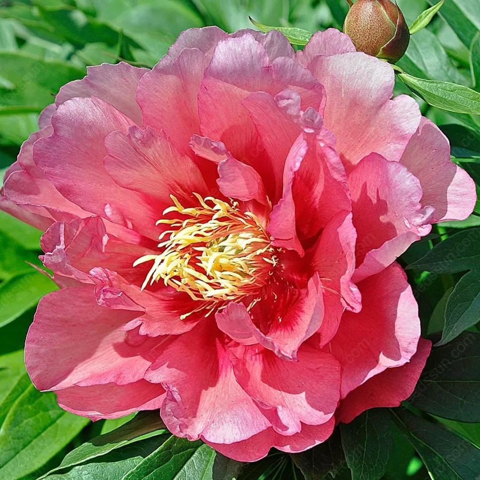🌸 Vzácne cibuľky popínavých pivoniek🪴 Veľké, plné kvety, mrazuvzdorná trvalka, ľahko sa pestuje, obľúbená záhradná rastlina-SK