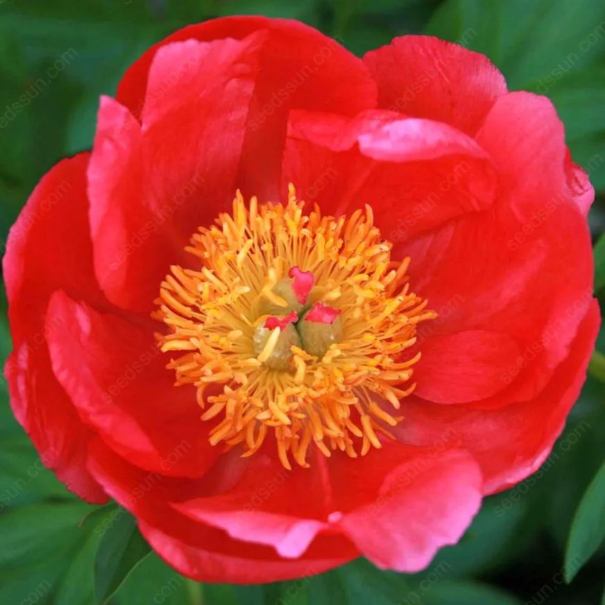 🌸 Vzácne cibuľky popínavých pivoniek🪴 Veľké, plné kvety, mrazuvzdorná trvalka, ľahko sa pestuje, obľúbená záhradná rastlina-SK
