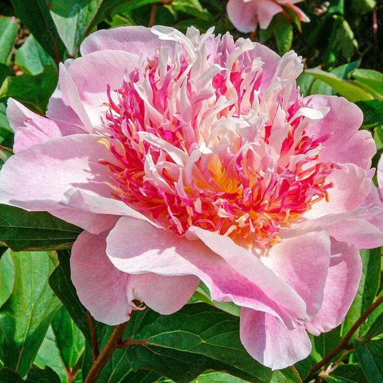 🌸 Vzácne cibuľky popínavých pivoniek🪴 Veľké, plné kvety, mrazuvzdorná trvalka, ľahko sa pestuje, obľúbená záhradná rastlina-SK
