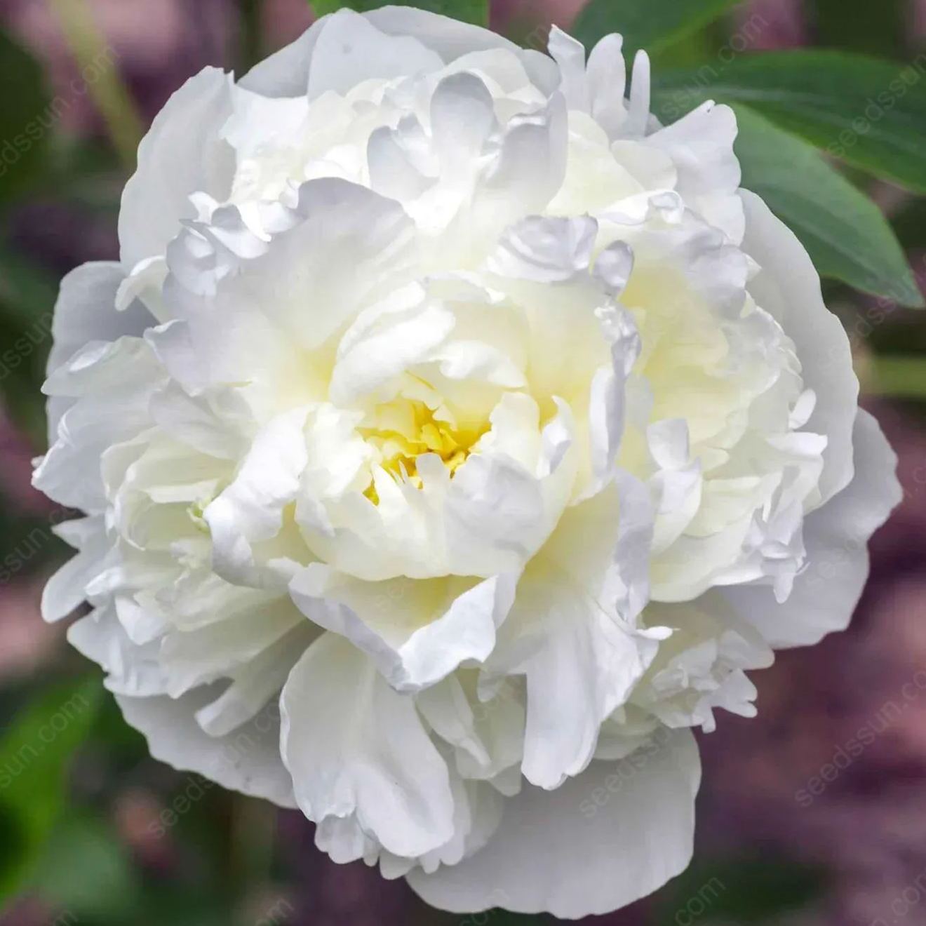 🌸 Vzácne cibuľky popínavých pivoniek🪴 Veľké, plné kvety, mrazuvzdorná trvalka, ľahko sa pestuje, obľúbená záhradná rastlina-SK