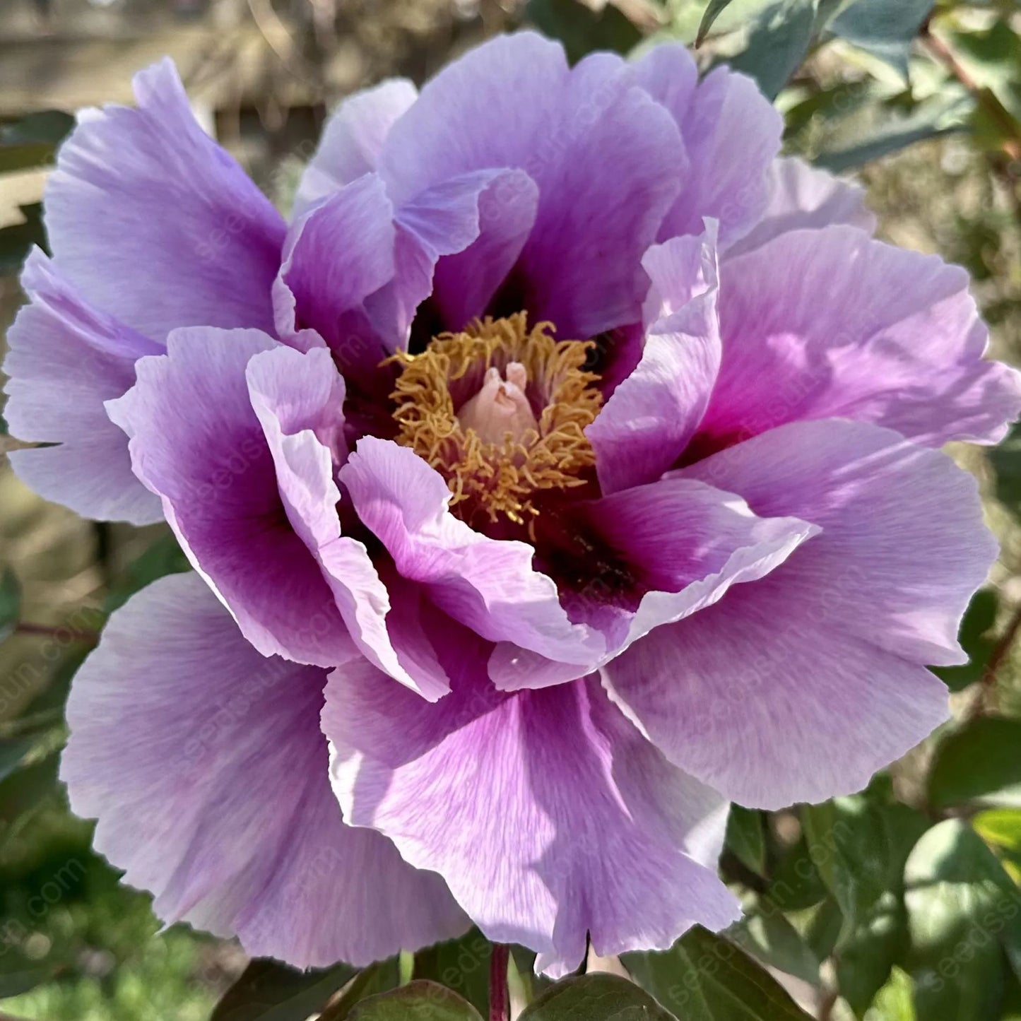 🌸 Vzácne cibuľky popínavých pivoniek🪴 Veľké, plné kvety, mrazuvzdorná trvalka, ľahko sa pestuje, obľúbená záhradná rastlina-SK
