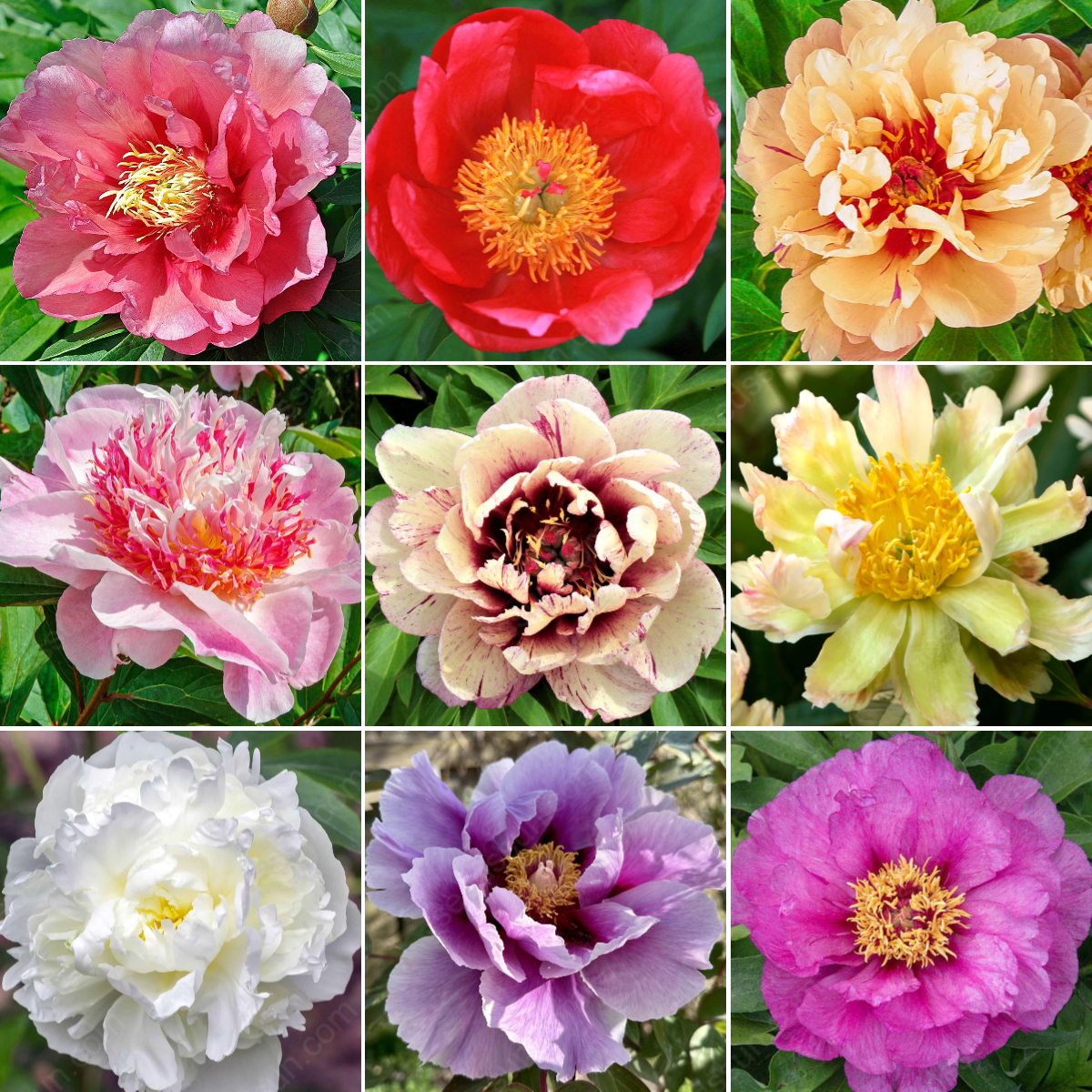 🌸 Vzácne cibuľky popínavých pivoniek🪴 Veľké, plné kvety, mrazuvzdorná trvalka, ľahko sa pestuje, obľúbená záhradná rastlina-SK