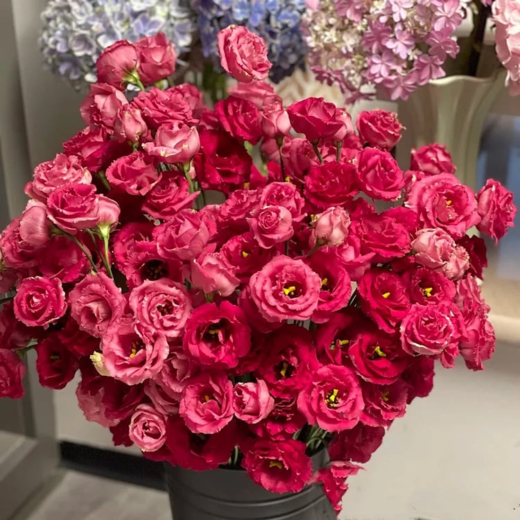 🔥Posljednji dan prodaje💝Eustoma Thornless Rose💐Sjemenke Lisianthusa-HR