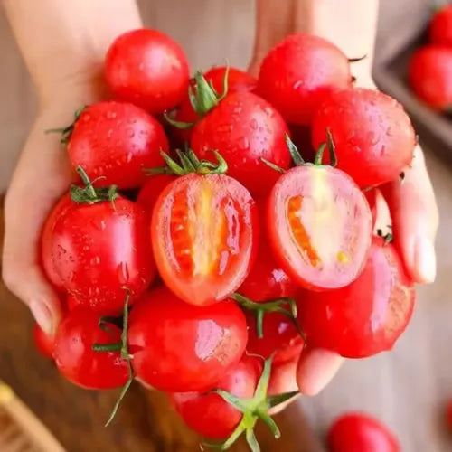 🍅🍅Νανοί σπόροι ντομάτας σε γλάστρες-GR