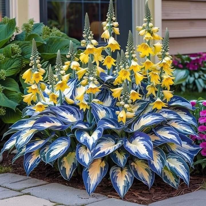 🔥Último día de venta🔥Semillas de hosta premium raras🌿Planta tolerante a la sombra-ES