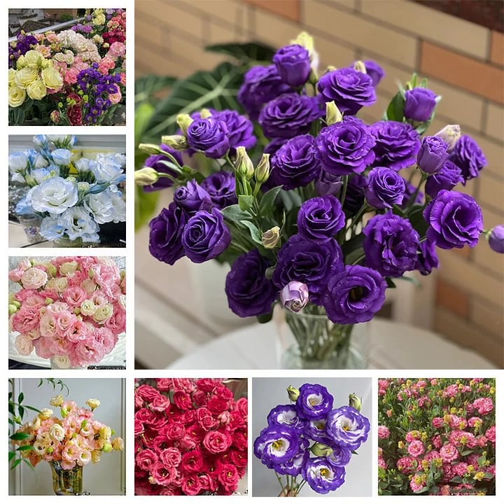 🔥Posljednji dan prodaje💝Eustoma Thornless Rose💐Sjemenke Lisianthusa-HR