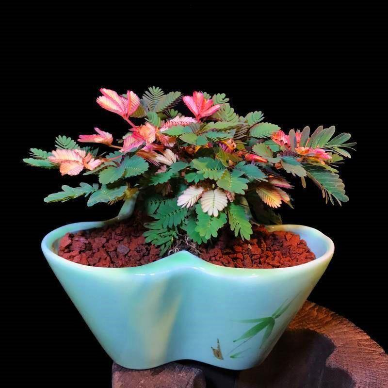 PISANA SEMENA MIMOZE-SI