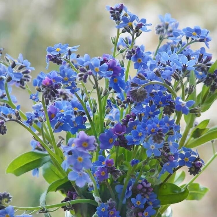 Sjeme zaboravnika Blue Memory – Cvijeće za seoski vrt provjerene kvalitete 🌿💙-HR