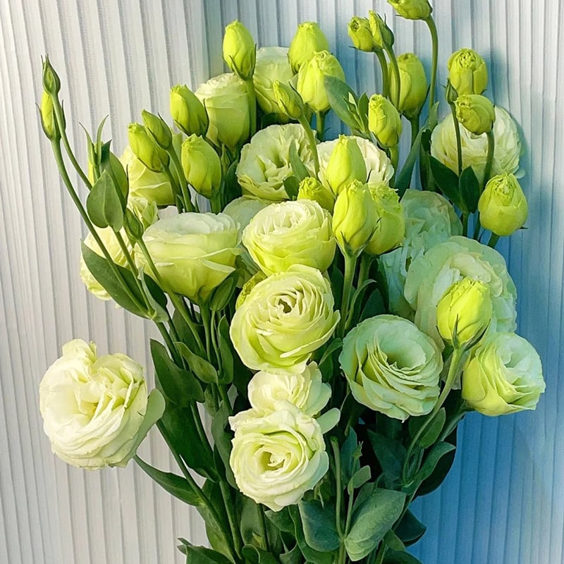 🔥Posljednji dan prodaje💝Eustoma Thornless Rose💐Sjemenke Lisianthusa-HR