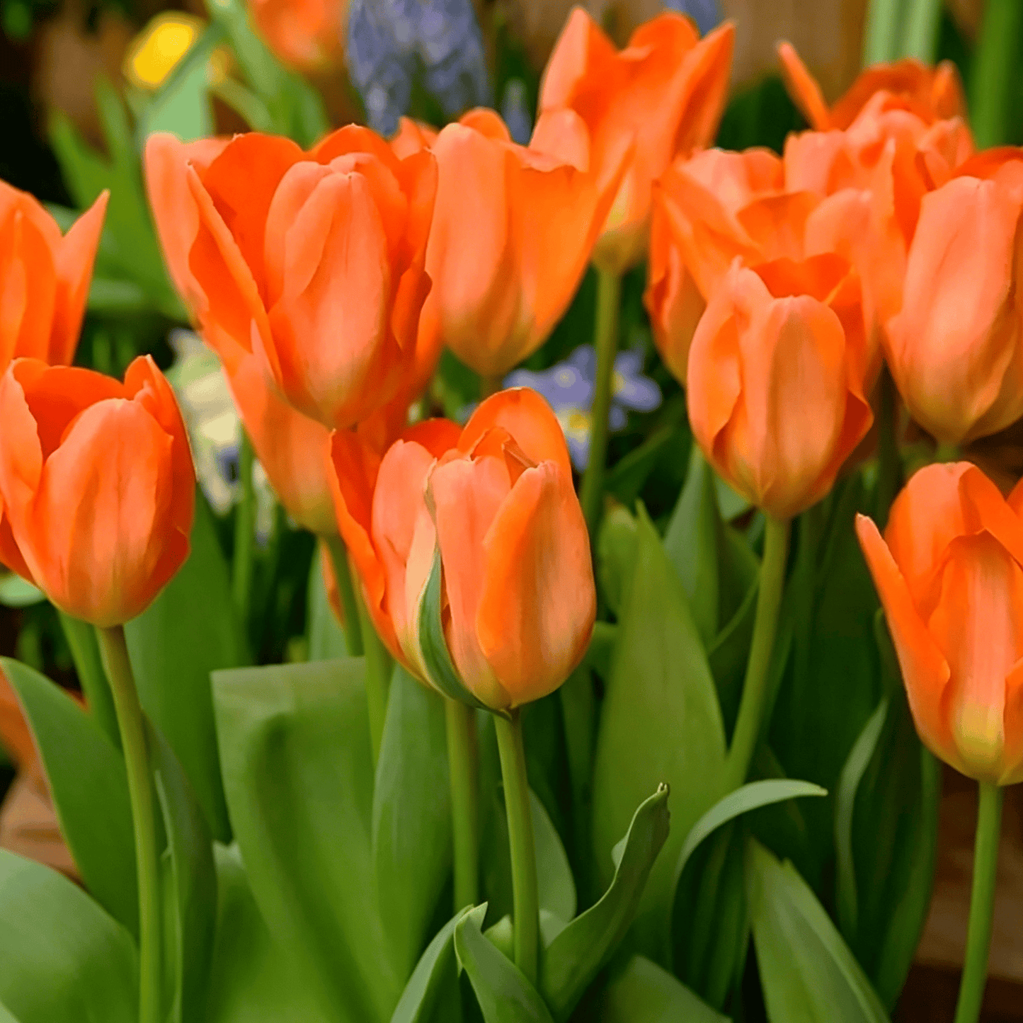 🌷Rijetko sjeme tulipana – šareni proljetni cvjetovi za lonce, obrube i vrtove-HR