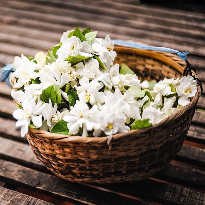 🌸Χειμερινό κρεμαστό γιασεμί – ένα ονειρεμένο φυτό εσωτερικού χώρου🌿❄️-GR
