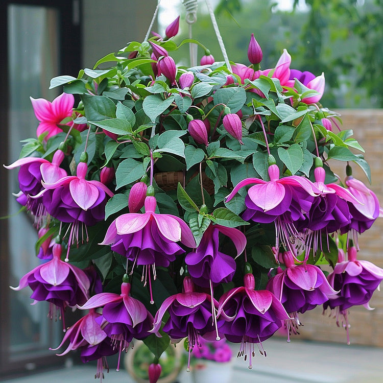 🌺Semillas de fucsia - Flor de linterna-ES