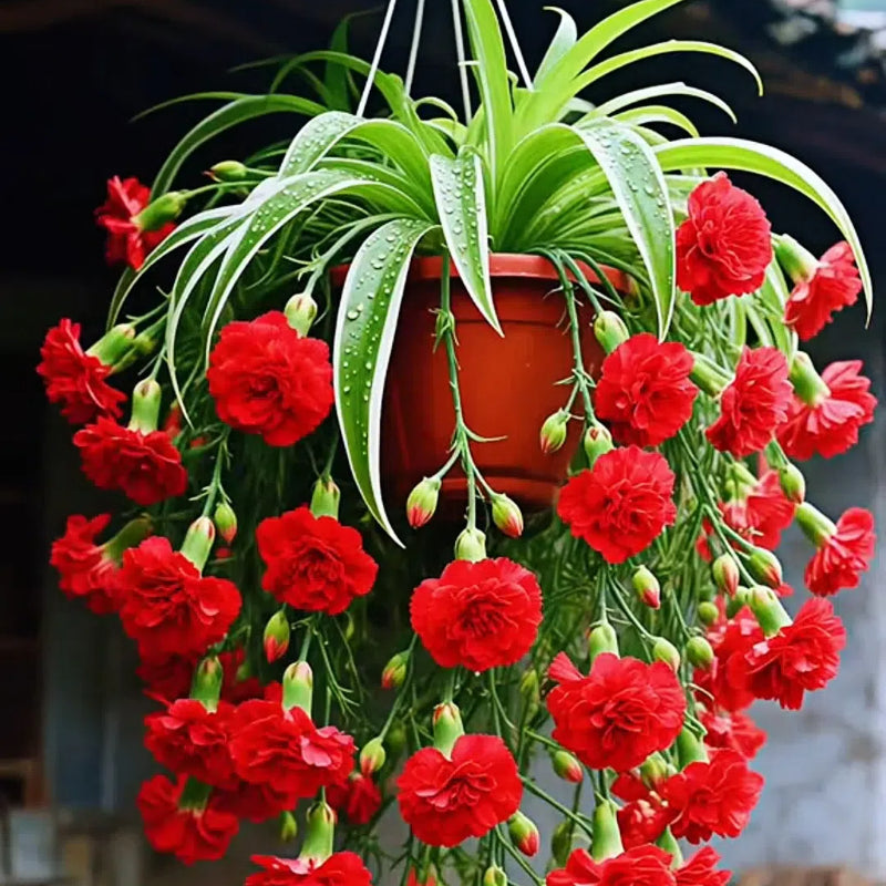 Semena/čebulice rastline pajek Grand Bloom 💐 Naravna viseča mojstrovina barv in gracioznosti-SI