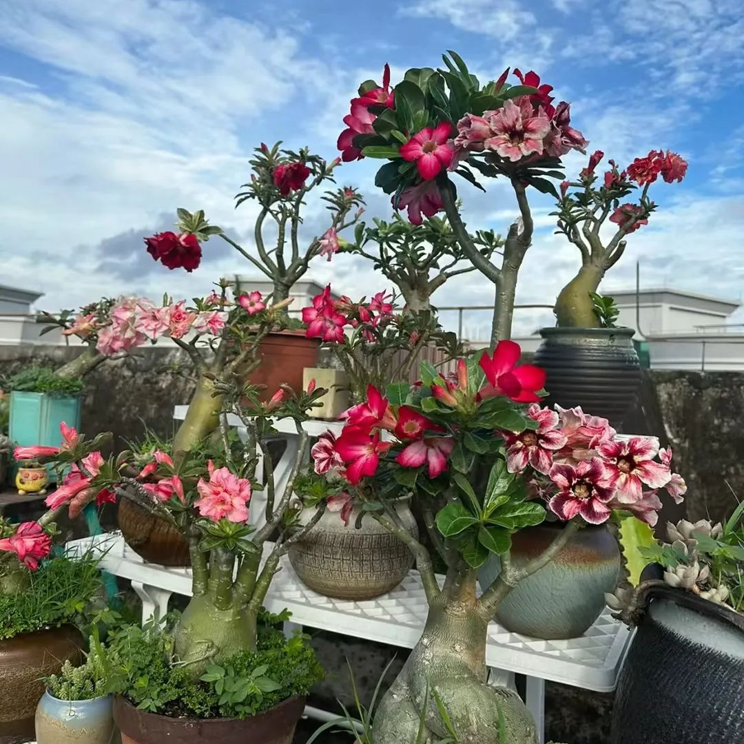 🎁Lukovice pustinjske ruže🌵Vrlo jednostavne za njegu! 🌸Lukovice Adenium Obesum-HR