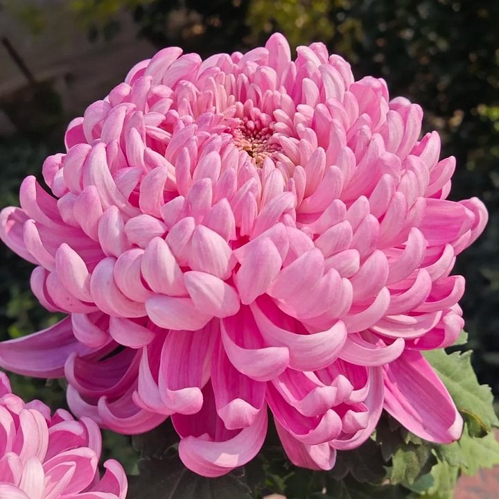 🌺Άνθος Κομψότητας🌼Σπόροι Γιγάντιου Χρυσάνθεμου-GR