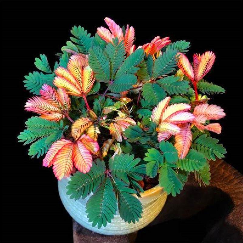 PISANA SEMENA MIMOZE-SI