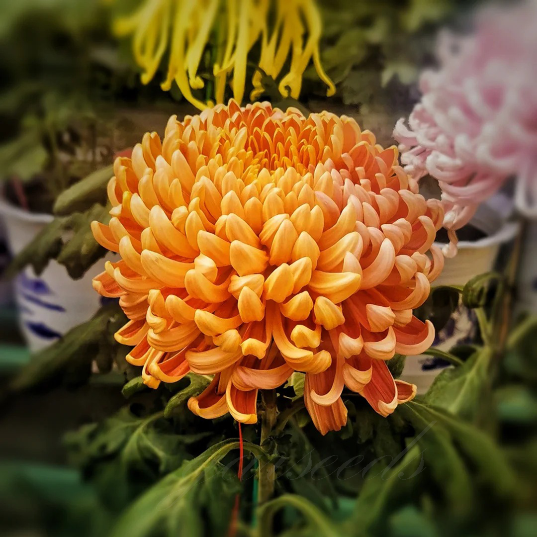 🌺Άνθος Κομψότητας🌼Σπόροι Γιγάντιου Χρυσάνθεμου-GR