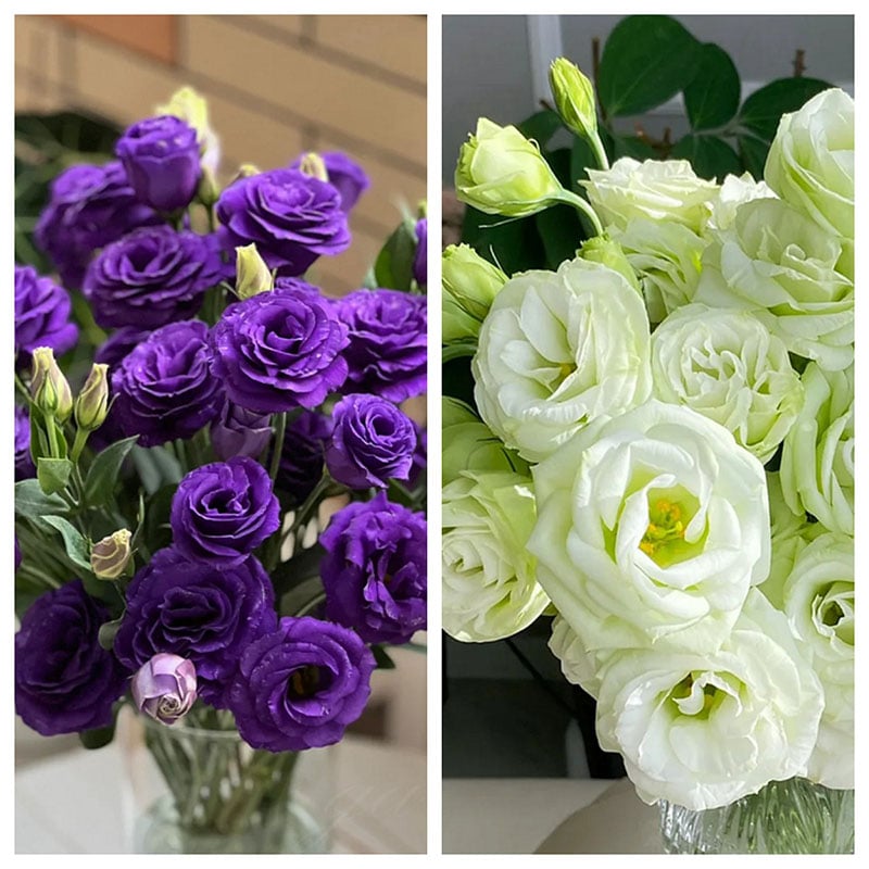 🔥Posljednji dan prodaje💝Eustoma Thornless Rose💐Sjemenke Lisianthusa-HR